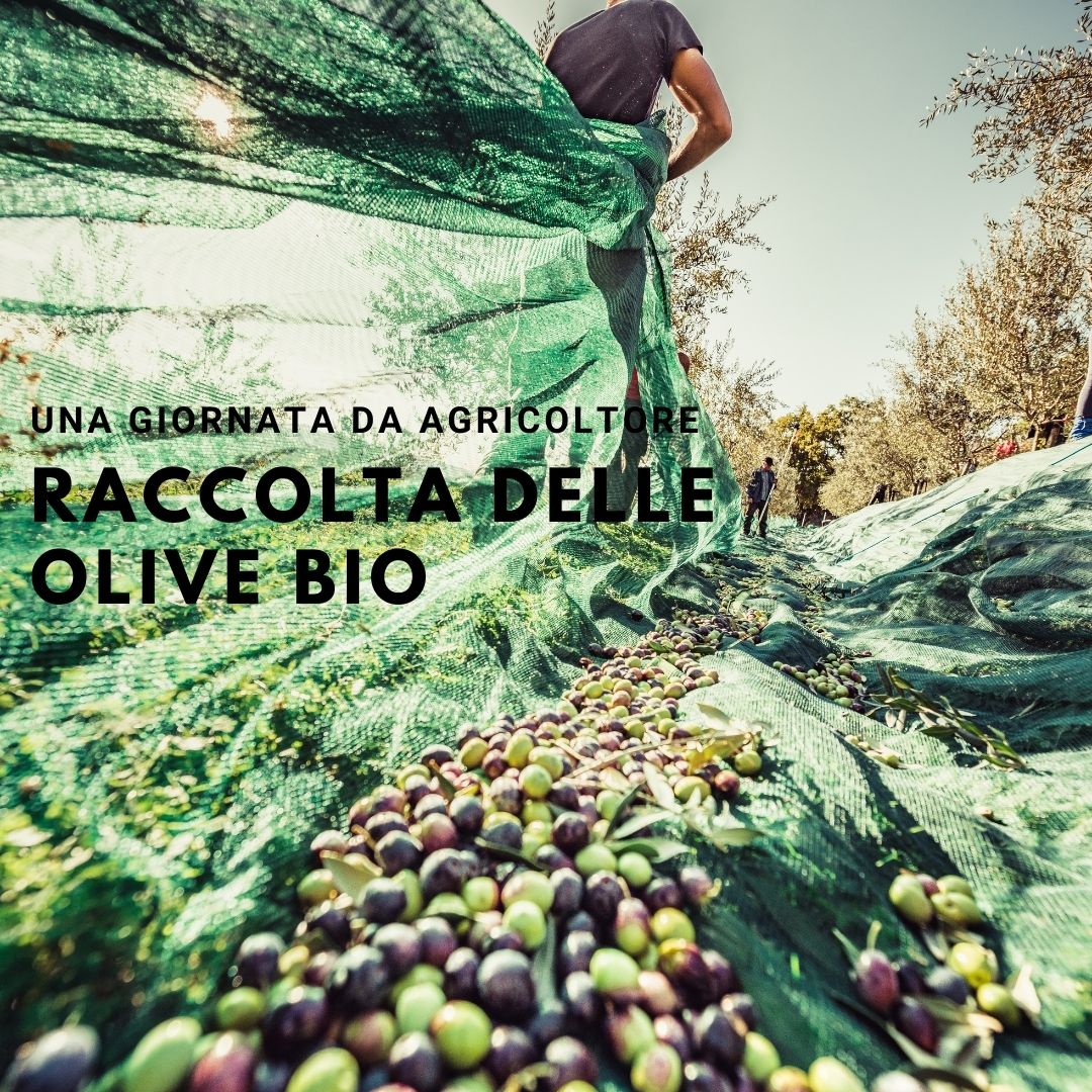 EsperienzaAgricolaUnaGiornataARaccogliereLeOliveSantEgle.jpg