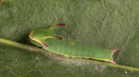 NinfaDelCorbezzoloAgriturismoBiologicoSantEgle.jpg